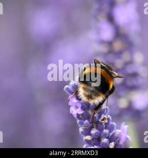 Bourdon sur Lavande (Lavandula) Banque D'Images