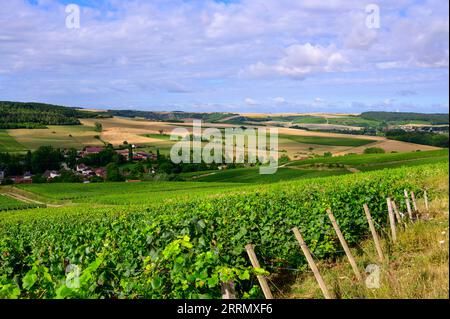 Collines avec vignes à Urville, vignobles de champagne à Côte des Bar, Aube, sud de Champange, France Banque D'Images