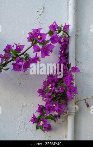 Fleurs violettes de Bougainvillie contre un mur blanc à Naxos, Grèce Banque D'Images