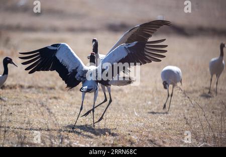 221213 -- ZHAOTONG, 13 décembre 2022 -- des grues à cou noir sont photographiées dans la réserve naturelle nationale de Yunnan Dashanbao pour les grues à cou noir à Zhaotong, dans le sud-ouest de la Chine, province du Yunnan, le 11 décembre 2022. La réserve naturelle nationale de Yunnan Dashanbao pour grues à cou noir, située dans le district de Zhaoyang de la ville de Zhaotong, est l'habitat d'hivernage et la station de transfert les plus importants pour les grues à cou noir migratrices sur le plateau du Yunnan-Guizhou. Chen Guanghui, 38 ans, se consacre depuis 2003 aux travaux de protection des grues à cou noir de la réserve. Elle fit un sifflement spécial pour communiquer Banque D'Images