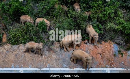 221216 -- KUNMING, 16 décembre 2022 -- cette photo aérienne prise le 28 mai 2021 montre un troupeau d'éléphants d'Asie sauvages dans le comté d'Eshan, dans la ville de Yuxi, dans le sud-ouest de la province du Yunnan. Xinhua Headlines : espèces avec des populations extrêmement petites sauvées en Chine HuxChao PUBLICATIONxNOTxINxCHN Banque D'Images