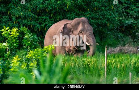 221216 -- KUNMING, le 16 décembre 2022 -- un éléphant asiatique se nourrit près d'un village de Jiangcheng Hani et du comté autonome de Yi de pu er, dans la province du Yunnan du sud-ouest de la Chine, le 1 août 2022. Xinhua Headlines : espèces avec des populations extrêmement petites sauvées en Chine JiangxWenyao PUBLICATIONxNOTxINxCHN Banque D'Images