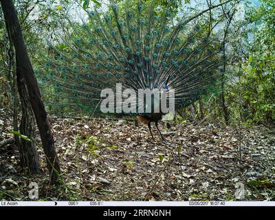 221216 -- KUNMING, le 16 décembre 2022 -- cette photo de fichier non datée prise par une caméra infrarouge montre une verrière verte dans la province du Yunnan au sud-ouest de la Chine. /Document via Xinhua Xinhua titres : espèces avec des populations extrêmement petites sauvées en Chine Yunnanxprovincialxforestryxandxgrasslandxbureau PUBLICATIONxNOTxINxCHN Banque D'Images