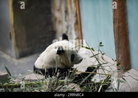 221222 -- XINING, le 22 décembre 2022 -- Un panda géant joue à Xining Panda House à Xining, capitale de la province du Qinghai, dans le nord-ouest de la Chine, le 22 décembre 2022. CHINE-QINGHAI-XINING-GÉANT PANDA CN WUXGANG PUBLICATIONXNOTXINXCHN Banque D'Images