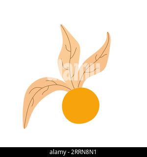 Fleur de Physalis peruviana ouverte avec baie à l'intérieur. Elément de récolte d'automne. Illustration vectorielle de dessin animé plat isolé sur un fond blanc. Illustration de Vecteur