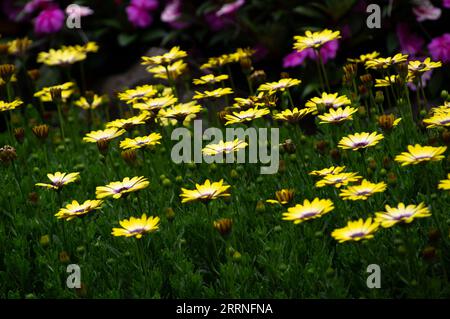 Marguerites africaines jaunes dans Butchart Gardens près de Victoria, BC, Canada. Banque D'Images