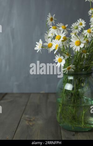 Printemps été automne bouquet saisonnier de petites marguerites blanches sauvages avec un centre jaune dans un vase en verre sur le fond EP. Nature morte classique avec f Banque D'Images