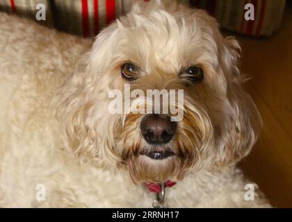 Une photo en gros plan d'un chien blond cockapoo regardant dans l'appareil photo. Banque D'Images