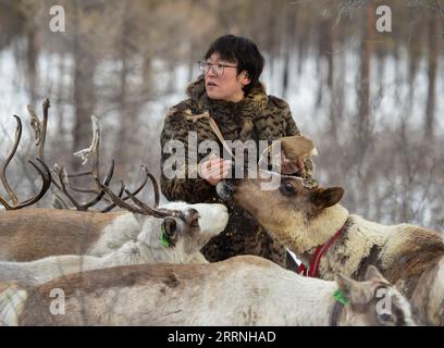 230113 -- GENHE, 13 janvier 2023 -- Juele nourrit ses rennes dans la chaîne forestière Jinhe près de Genhe City, dans la région autonome de Mongolie intérieure du nord de la Chine, 12 janvier 2023. Tous les deux ou trois jours, Juele Bulituotian se dirigera vers la chaîne forestière de Jinhe, à environ 80 kilomètres de Genhe City. C'est là que le berger d'Aoluguya Ewenki, âgé de 39 ans, portant un manteau de fourrure traditionnel, trouvera son renne de recherche de nourriture. Au lieu de garder des rennes dans une grange, les éleveurs Ewenki laissent les animaux vivre dans la forêt et les surveillent tous les deux jours. Juele possède plus de 60 rennes. Il appellera ses rennes dans l'Ewenki la Banque D'Images