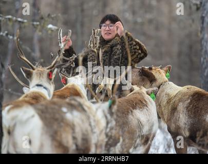 230113 -- GENHE, 13 janvier 2023 -- Juele nourrit ses rennes dans la chaîne forestière Jinhe près de Genhe City, dans la région autonome de Mongolie intérieure du nord de la Chine, 12 janvier 2023. Tous les deux ou trois jours, Juele Bulituotian se dirigera vers la chaîne forestière de Jinhe, à environ 80 kilomètres de Genhe City. C'est là que le berger d'Aoluguya Ewenki, âgé de 39 ans, portant un manteau de fourrure traditionnel, trouvera son renne de recherche de nourriture. Au lieu de garder des rennes dans une grange, les éleveurs Ewenki laissent les animaux vivre dans la forêt et les surveillent tous les deux jours. Juele possède plus de 60 rennes. Il appellera ses rennes dans l'Ewenki la Banque D'Images