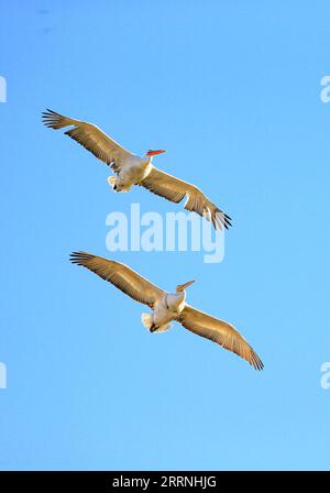 230114 -- SHIJIAZHUANG, le 14 janvier 2023 -- deux pélicans dalmates Pelecanus crispus survolent le lac Hengshui à Hengshui, dans la province du Hebei du nord de la Chine, le 22 décembre 2022. Plus de 64 000 oiseaux migrateurs ont récemment été repérés dans une réserve naturelle dans la province du Hebei du nord de la Chine, ont indiqué les autorités. POUR ALLER AVEC plus de 64 000 oiseaux migrateurs hivernent dans la réserve naturelle du nord de la Chine photo par /Xinhua CHINA-HEBEI-HENGSHUI-HENGSHUI LAC-MIGRATION DES OISEAUX CN ZhangxZhenchang PUBLICATIONxNOTxINxCHN Banque D'Images