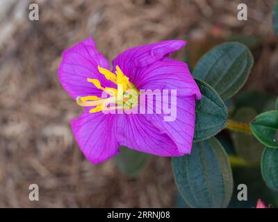 Fleur violette brillante de la plante Blue Tongue qui produit des fruits qui transformeront votre langue en bleu, jardin côtier australien Banque D'Images