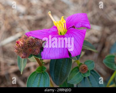 Fleur violette brillante de la plante Blue Tongue qui produit des fruits qui transformeront votre langue en bleu, jardin côtier australien Banque D'Images