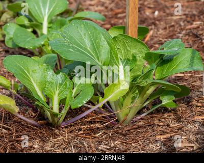 Bok Choy, vert et feuillu, pousse dans un potager australien Banque D'Images