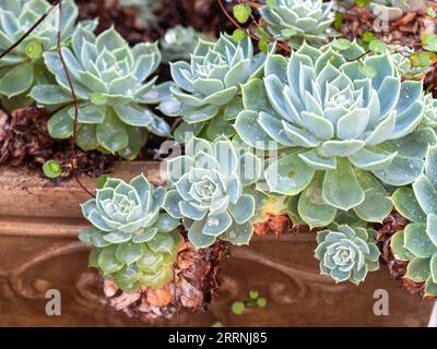 Echeveria succulente rosettes de plantes dans un pot, à l'extérieur dans un jardin côtier Banque D'Images