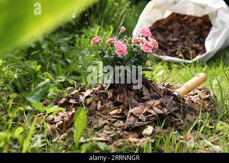 Fleurs paillées avec des copeaux d'écorce et truelle dans le jardin Banque D'Images