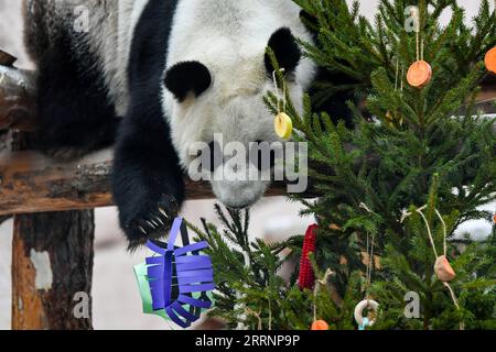 230124 -- MOSCOU, le 24 janvier 2023 -- le panda géant Dingding joue avec des décorations festives au zoo de Moscou à Moscou, capitale de la Russie, le 23 janvier 2023. Le zoo de Moscou a préparé de la nourriture et des décorations festives pour les pandas géants pour célébrer le nouvel an lunaire chinois. RUSSIE-MOSCOU-PANDAS GÉANTS-LUNAR NOUVEL AN-CÉLÉBRATION CAOXYANG PUBLICATIONXNOTXINXCHN Banque D'Images