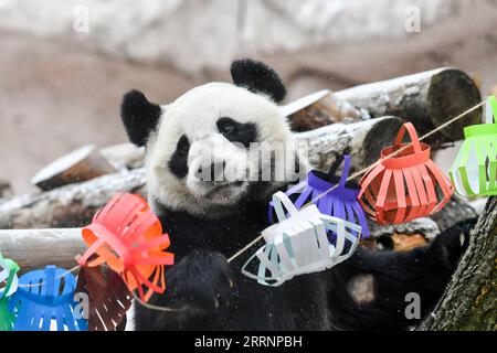 230124 -- MOSCOU, le 24 janvier 2023 -- le panda géant Dingding joue avec des décorations festives au zoo de Moscou à Moscou, capitale de la Russie, le 23 janvier 2023. Le zoo de Moscou a préparé de la nourriture et des décorations festives pour les pandas géants pour célébrer le nouvel an lunaire chinois. RUSSIE-MOSCOU-PANDAS GÉANTS-LUNAR NOUVEL AN-CÉLÉBRATION CAOXYANG PUBLICATIONXNOTXINXCHN Banque D'Images