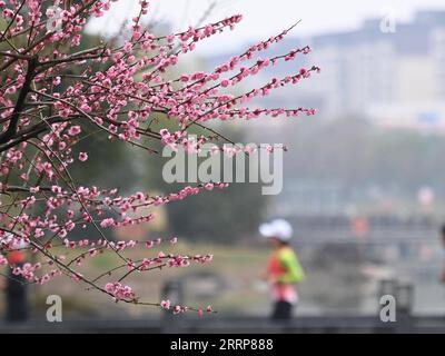 230302 -- HANGZHOU, le 2 mars 2023 -- les joggeurs courent devant les fleurs de prunier au parc Renhu dans le district de Fenghua de Ningbo, dans la province du Zhejiang de l'est de la Chine, le 1 mars 2023. ZhejiangPictorialCHINA-ZHEJIANG-SPRING-SCENERY CN HuangxZongzhi PUBLICATIONxNOTxINxCHN Banque D'Images