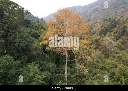 230319 -- KUNMING, le 19 mars 2023 -- Un macranthum de Pterocymbium est photographié dans la réserve naturelle nationale de Xishuangbanna, dans la province du Yunnan, au sud-ouest de la Chine, le 3 mars 2023. Une équipe de recherche dans la province du Yunnan au sud-ouest de la Chine a déclaré avoir trouvé une communauté forestière tropicale de mousson de Pterocymbium macranthum, un membre du genre Pterocymbium, marquant la première fois que ce genre a été trouvé en Chine. POUR ALLER AVEC Pterocymbium macranthum trouvé pour la première fois en Chine photo par /Xinhua CHINA-YUNNAN-KUNMING-PTEROCYMBIUM MACRANTHUM-DISCOVERY CN YanxWendi PUBLICATIONxNOTxINxCHN Banque D'Images