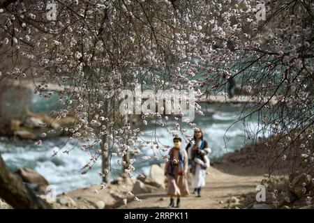 230329 -- Akto, le 29 mars 2023 -- les touristes aperçoivent des fleurs dans le canton de Tar Tajik, comté d'Akto, région autonome ouïgour du Xinjiang, au nord-ouest de la Chine, le 28 mars 2023. Tar Tajik Township, niché dans l'arrière-pays des montagnes Kunlun, est un village touristique rural national clé dans le comté d'Akto, dans le nord-ouest de la Chine de la région autonome ouïgour du Xinjiang. Comme le temps se réchauffe, les fleurs d'abricot sont en pleine floraison ici. Le magnifique paysage naturel et les coutumes folkloriques uniques attirent de nombreux touristes. Ces dernières années, le gouvernement local a accéléré la construction d'infrastructures, développé le tour rural Banque D'Images