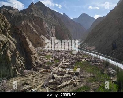 230329 -- Akto, le 29 mars 2023 -- cette photo aérienne prise le 28 mars 2023 montre une vue du village de Bahrigzi dans le canton de Tar Tajik, comté d'Akto, dans la région autonome ouïgour du Xinjiang, au nord-ouest de la Chine. Tar Tajik Township, niché dans l'arrière-pays des montagnes Kunlun, est un village touristique rural national clé dans le comté d'Akto, dans le nord-ouest de la Chine de la région autonome ouïgour du Xinjiang. Comme le temps se réchauffe, les fleurs d'abricot sont en pleine floraison ici. Le magnifique paysage naturel et les coutumes folkloriques uniques attirent de nombreux touristes. Ces dernières années, le gouvernement local a accéléré la construction de Banque D'Images
