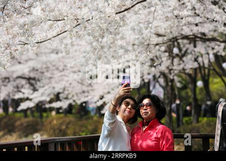 230330 -- SÉOUL, le 30 mars 2023 -- les touristes regardent des cerisiers en fleurs et posent pour des photos au parc du lac Seokchon à Séoul, Corée du Sud, le 30 mars 2023. CORÉE DU SUD-SÉOUL-FLEURS DE CERISIER WangxYiliang PUBLICATIONxNOTxINxCHN Banque D'Images