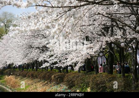 230330 -- SÉOUL, le 30 mars 2023 -- les touristes voient des cerisiers en fleurs au parc du lac Seokchon à Séoul, Corée du Sud, le 30 mars 2023. CORÉE DU SUD-SÉOUL-FLEURS DE CERISIER WangxYiliang PUBLICATIONxNOTxINxCHN Banque D'Images