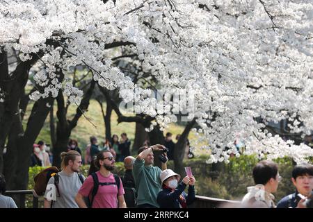 230330 -- SÉOUL, le 30 mars 2023 -- les touristes voient des cerisiers en fleurs et prennent des photos au parc du lac Seokchon à Séoul, Corée du Sud, le 30 mars 2023. CORÉE DU SUD-SÉOUL-FLEURS DE CERISIER WangxYiliang PUBLICATIONxNOTxINxCHN Banque D'Images