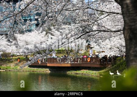 230330 -- SÉOUL, le 30 mars 2023 -- les touristes voient des cerisiers en fleurs au parc du lac Seokchon à Séoul, Corée du Sud, le 30 mars 2023. CORÉE DU SUD-SÉOUL-FLEURS DE CERISIER WangxYiliang PUBLICATIONxNOTxINxCHN Banque D'Images