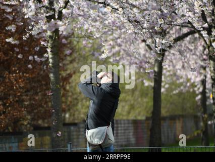 Berlin, Kirschblüte 230406 -- BERLIN, le 6 avril 2023 -- Un homme prend des photos de cerisiers en fleurs à Berlin, Allemagne, le 5 avril 2023. ALLEMAGNE-BERLIN-CERISIER EN FLEUR RenxPengfei PUBLICATIONxNOTxINxCHN Banque D'Images