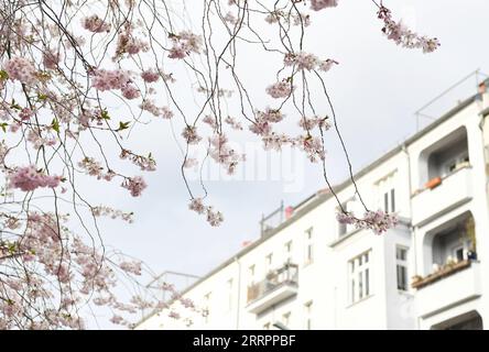 Berlin, Kirschblüte 230406 -- BERLIN, le 6 avril 2023 -- cette photo prise le 5 avril 2023 montre des cerisiers en fleurs à Berlin, en Allemagne. ALLEMAGNE-BERLIN-CERISIER EN FLEUR RenxPengfei PUBLICATIONxNOTxINxCHN Banque D'Images
