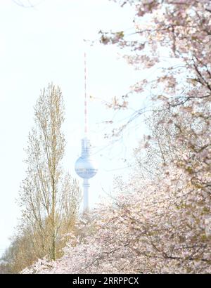 Berlin, Kirschblüte 230406 -- BERLIN, le 6 avril 2023 -- cette photo prise le 5 avril 2023 montre des cerisiers en fleurs à Berlin, en Allemagne. ALLEMAGNE-BERLIN-CERISIER EN FLEUR RenxPengfei PUBLICATIONxNOTxINxCHN Banque D'Images
