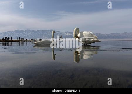 230408 -- BOLE, 8 avril 2023 -- cette photo prise le 6 avril 2023 montre des cygnes au repos dans le lac Sayram, dans la préfecture autonome mongole de Bortala, dans la région autonome ouïgoure du Xinjiang, au nord-ouest de la Chine. Le lac Sayram gelé au Xinjiang a commencé à dégeler en raison de la hausse des températures. Entouré de prairies et des montagnes Tianshan, le lac attire de nombreux touristes chaque jour. CHINE-XINJIANG-SAYRAM LAC-PAYSAGE CN FEIXMAOHUA PUBLICATIONXNOTXINXCHN Banque D'Images