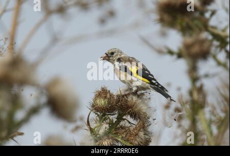 Carduelis carduelis, un jeune finch, se nourrissant des graines d'une plante de chardon sauvage. Banque D'Images