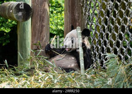 230426 -- MEMPHIS, le 26 avril 2023 -- cette photo prise le 25 avril 2023 montre le panda géant ya ya au zoo de Memphis, aux États-Unis. Le panda géant femelle ya ya ya a quitté le zoo de Memphis ici mercredi matin pour un vol de retour en Chine. Le départ de ya ya ya est venu après 20 ans de séjour au zoo de Memphis, Tennessee. Comme convenu par les parties chinoise et américaine, elle embarquera dans un avion pour Shanghai. US-MEMPHIS-GÉANT PANDA YA YA-CHINE-RETOUR LIUXJIE PUBLICATIONXNOTXINXCHN Banque D'Images