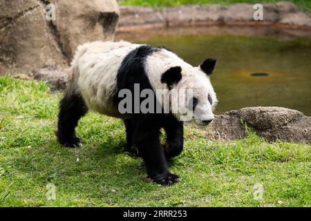 230426 -- MEMPHIS, le 26 avril 2023 -- cette photo prise le 25 avril 2023 montre le panda géant ya ya au zoo de Memphis, aux États-Unis. Le panda géant femelle ya ya ya a quitté le zoo de Memphis ici mercredi matin pour un vol de retour en Chine. Le départ de ya ya ya est venu après 20 ans de séjour au zoo de Memphis, Tennessee. Comme convenu par les parties chinoise et américaine, elle embarquera dans un avion pour Shanghai. US-MEMPHIS-GÉANT PANDA YA YA-CHINE-RETOUR LIUXJIE PUBLICATIONXNOTXINXCHN Banque D'Images