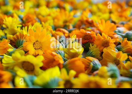 Têtes de fleurs Marigold séchant au soleil, utilisées pour le thé, mise au point douce en gros plan Banque D'Images