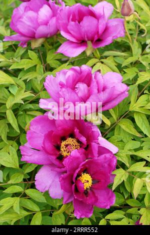 pivoine d'arbre. Fleur rose de pivoine d'arbre fleurissant dans le jardin. Beaux pétales de Paeonia sect.. Banque D'Images