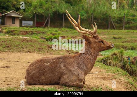 Un Big Strong Deer sur le sol reposant Banque D'Images