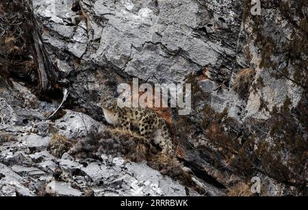 230522 -- PÉKIN, le 22 mai 2023 -- Un léopard des neiges est photographié dans un canyon dans le comté de Zadoi de la préfecture autonome tibétaine de Yushu, province du Qinghai au nord-ouest de la Chine, le 21 février 2023. Xinhua Headlines : du conflit à la coexistence : la Chine voit changer les relations homme-faune FeixMaohua PUBLICATIONxNOTxINxCHN Banque D'Images