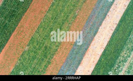 230529 -- ZHANJIANG, le 29 mai 2023 -- cette photo aérienne prise le 26 mai 2023 montre les champs qui sont principalement plantés d'ananas dans le canton de Qujie, dans le comté de Xuwen, dans la ville de Zhanjiang, dans la province du Guangdong du sud de la Chine. Bordant la mer de Chine méridionale à l'est et le golfe Beibu à l'ouest et faisant face à l'île de Hainan au sud, en traversant le détroit de Qiongzhou, la ville de Zhanjiang, dans le sud de la Chine, la province du Guangdong a la plus grande superficie de forêt de mangroves à travers le pays et est une base importante de produits aquatiques. Ces dernières années, la ville a mis un grand accent sur le développement de l'ind verte Banque D'Images