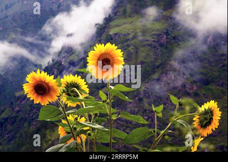 Tournesols dans les montagnes. Les tournesols fleurissent dans un jardin de montagne de l'Himalaya près de Joshimath Chamoli, dans l'état indien d'Uttarakhand, en Inde. Banque D'Images