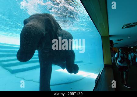 230621 -- CHONBURI, le 21 juin 2023 -- des touristes regardent un éléphant plonger au zoo ouvert de Khao Kheow dans la province de Chonburi en Thaïlande, le 21 juin 2023. THAÏLANDE-CHONBURI-ÉLÉPHANT-PLONGÉE RachenxSageamsak PUBLICATIONxNOTxINxCHN Banque D'Images