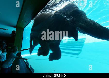 230621 -- CHONBURI, le 21 juin 2023 -- des touristes regardent un éléphant plonger au zoo ouvert de Khao Kheow dans la province de Chonburi en Thaïlande, le 21 juin 2023. THAÏLANDE-CHONBURI-ÉLÉPHANT-PLONGÉE RachenxSageamsak PUBLICATIONxNOTxINxCHN Banque D'Images