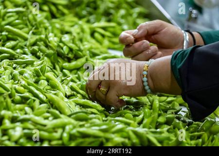 230622 -- CHENGDU, le 22 juin 2023 -- un travailleur sélectionne du soja vert sur une chaîne de production d'un marché à Guancang, dans le comté de Jintang, à Chengdu, dans la province du Sichuan du sud-ouest de la Chine, le 19 juin 2023. Guancang Community est un centre de production agricole dans le comté de Jintang de Chengdu, avec une production annuelle de soja vert de 82 000 tonnes et une production de valeur annuelle de 320 millions de yuans environ 44,57 millions de dollars américains. Le soja vert local est entré dans la saison de récolte ces derniers jours, qui sont envoyés des champs aux tables des gens à travers une série de transformation en une demi-journée. CHINE-SICHUAN-CHENGDU Banque D'Images