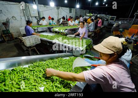 230622 -- CHENGDU, le 22 juin 2023 -- des travailleurs sélectionnent du soja vert sur une chaîne de production d'un marché à Guancang, dans le comté de Jintang, à Chengdu, dans la province du Sichuan du sud-ouest de la Chine, le 19 juin 2023. Guancang Community est un centre de production agricole dans le comté de Jintang de Chengdu, avec une production annuelle de soja vert de 82 000 tonnes et une production de valeur annuelle de 320 millions de yuans environ 44,57 millions de dollars américains. Le soja vert local est entré dans la saison de récolte ces derniers jours, qui sont envoyés des champs aux tables des gens à travers une série de transformation en une demi-journée. CHINE-SICHUAN-CHENGDU-G. Banque D'Images