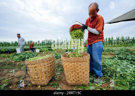 230622 -- CHENGDU, le 22 juin 2023 -- Un agriculteur verse du soja vert dans un panier à Guancang, dans le comté de Jintang, à Chengdu, dans la province du Sichuan du sud-ouest de la Chine, le 19 juin 2023. Guancang Community est un centre de production agricole dans le comté de Jintang de Chengdu, avec une production annuelle de soja vert de 82 000 tonnes et une production de valeur annuelle de 320 millions de yuans environ 44,57 millions de dollars américains. Le soja vert local est entré dans la saison de récolte ces derniers jours, qui sont envoyés des champs aux tables des gens à travers une série de transformation en une demi-journée. CHINE-SICHUAN-CHENGDU-SOJA VERT-INDUS Banque D'Images