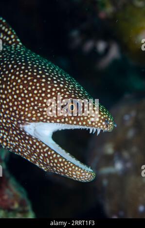 Anguille de Moray à bouche blanche, Gymnothorax meleagris, site de plongée Ulami, Seraya, Karangasem, Bali, Indonésie Banque D'Images