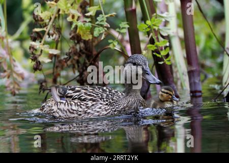 MALLARD (Anas platyrhynchos) femelle avec caneton, Royaume-Uni Banque D'Images